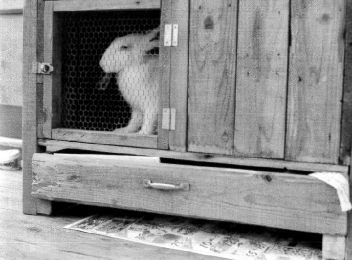 ウサギを安心して飼える賃貸住宅 ワクワク賃貸